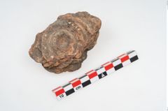 Foto von Feuerbock (NHMW-PRAE-003429)